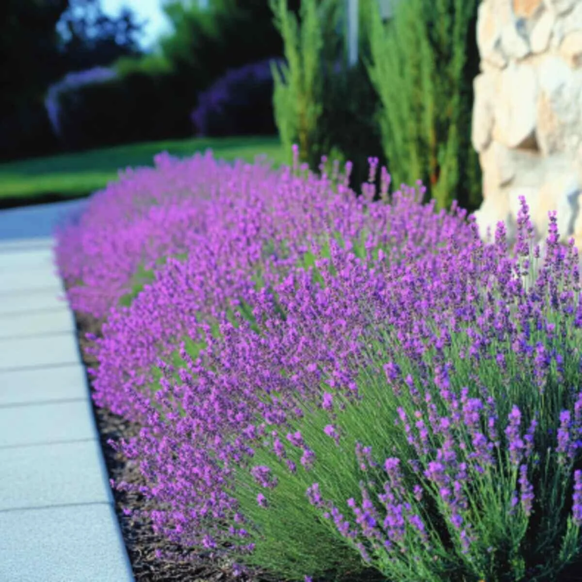 Lavender