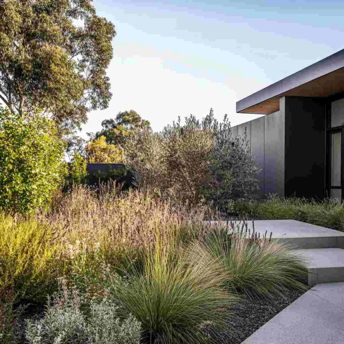 Modern Minimalist Native Shrub Garden