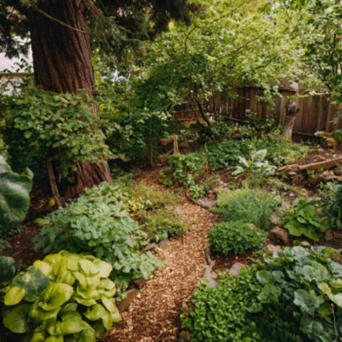 Native Edibles Forest
