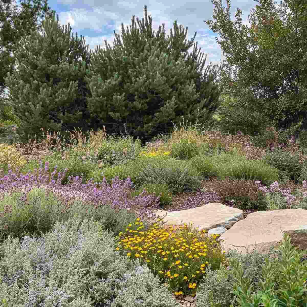 Naturalized Native Shrub Garden
