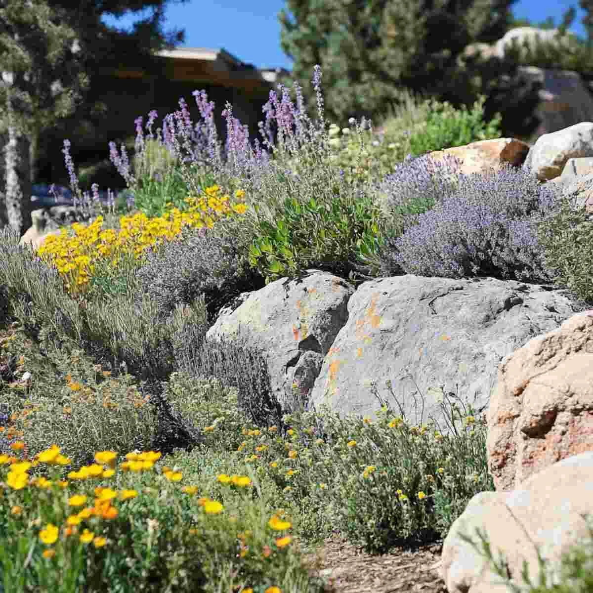 Rock Garden with Native Shrubs