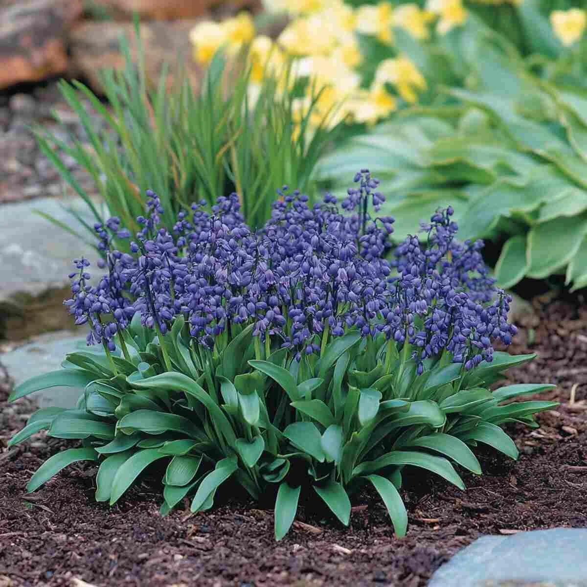 Scilla Scatter