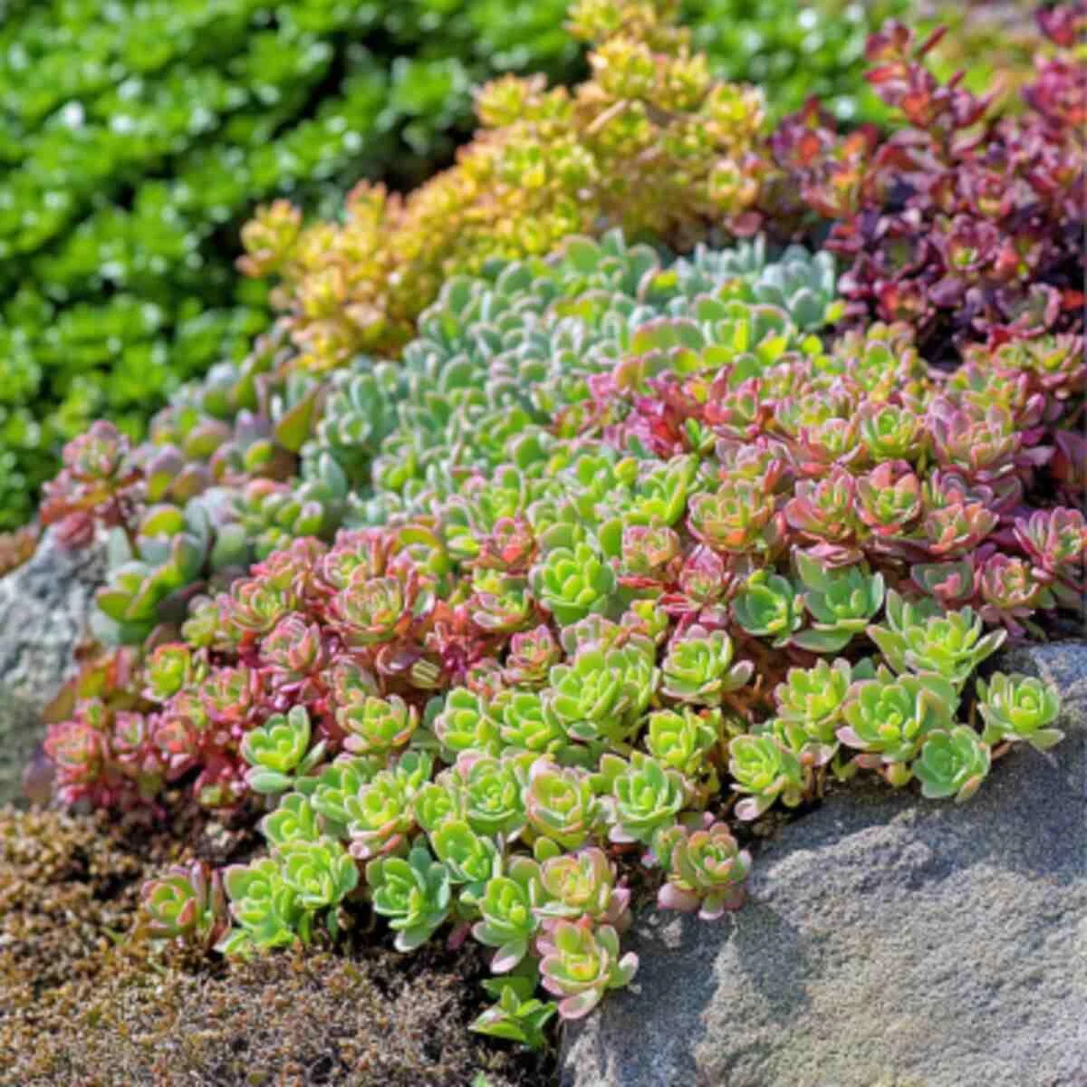 Sedum (Stonecrop)