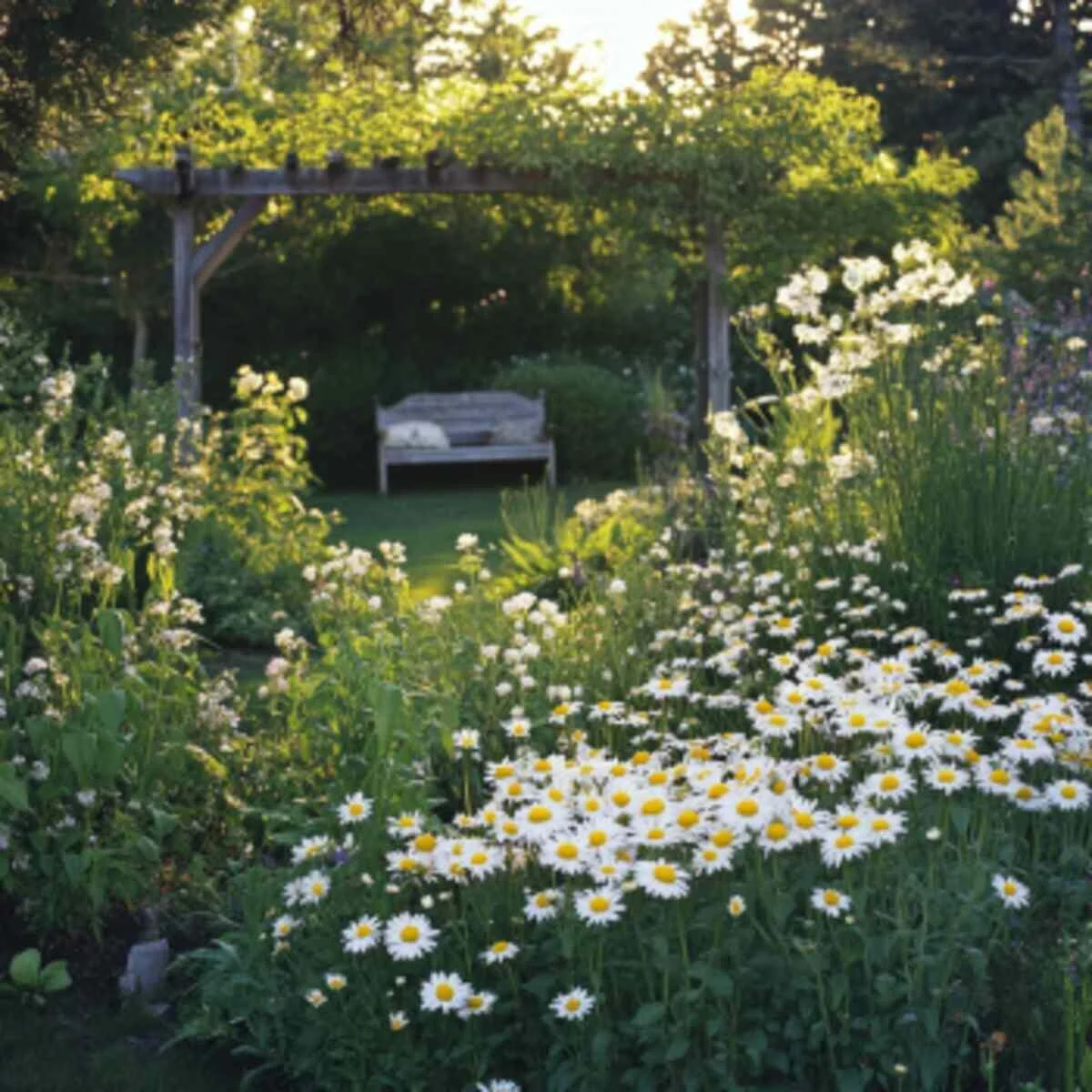 Shasta Daisy