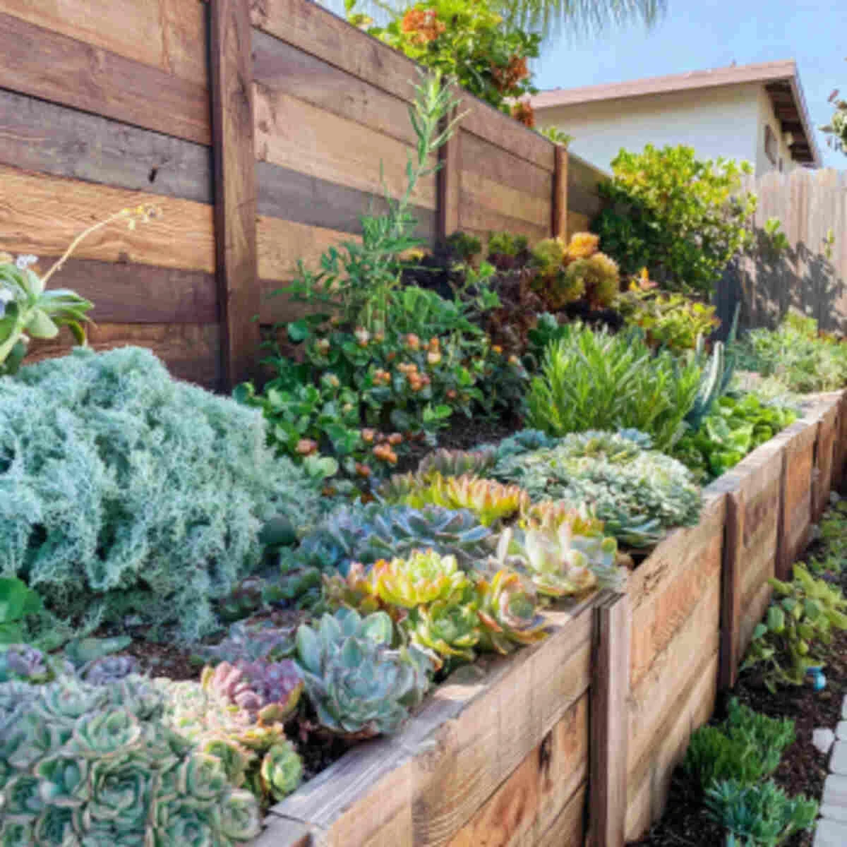Succulent and Herb Fusion Forest
