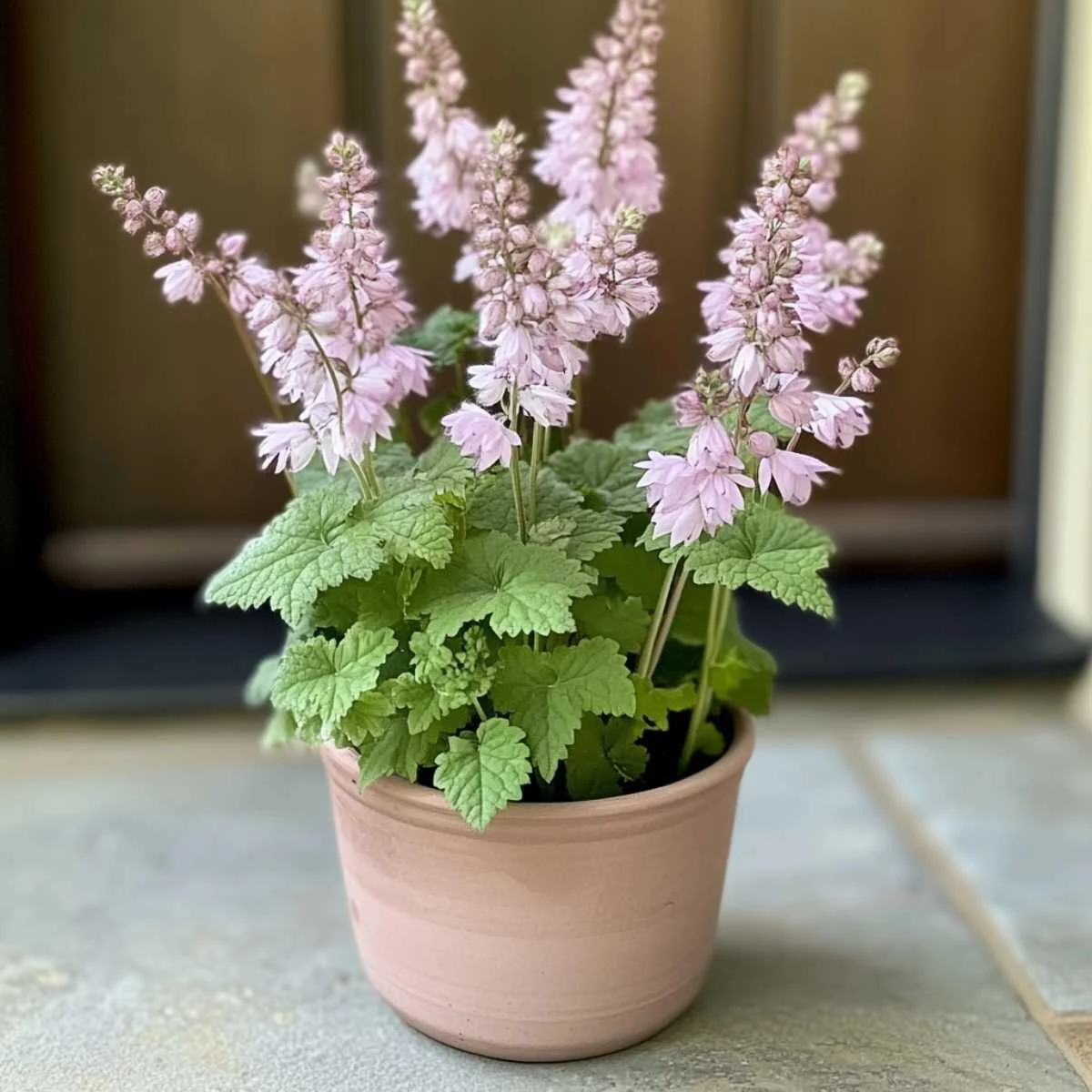 Tiarella (Foamflower)