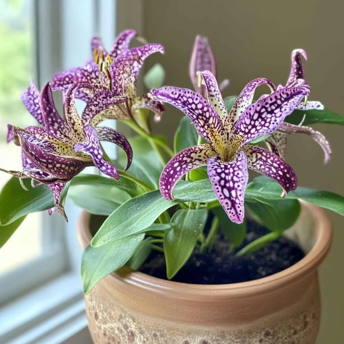 Toad Lily (Tricyrtis)