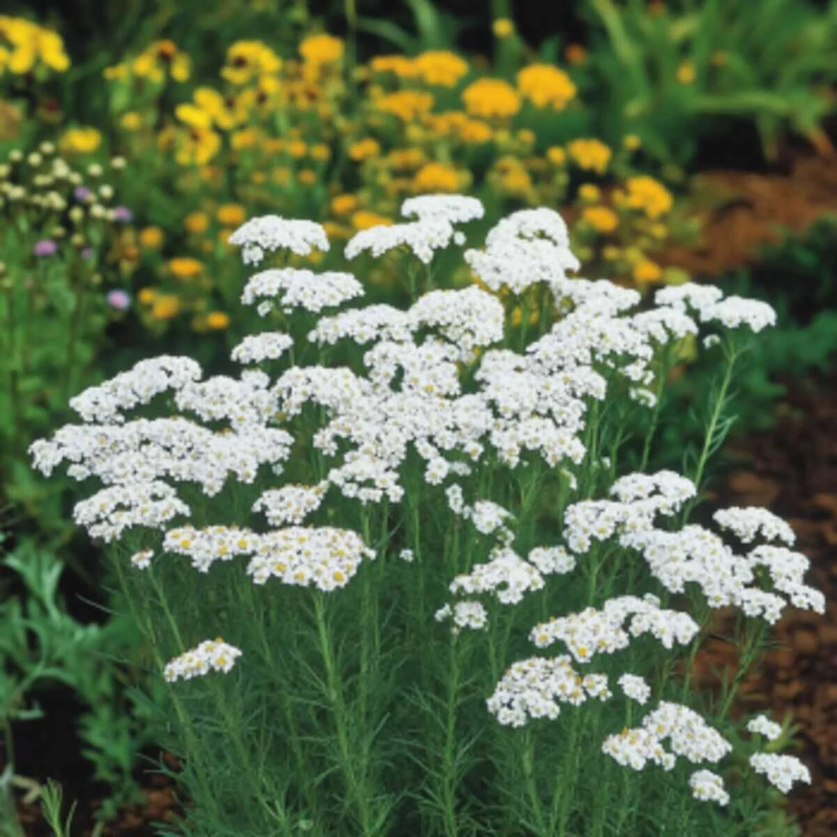 Yarrow