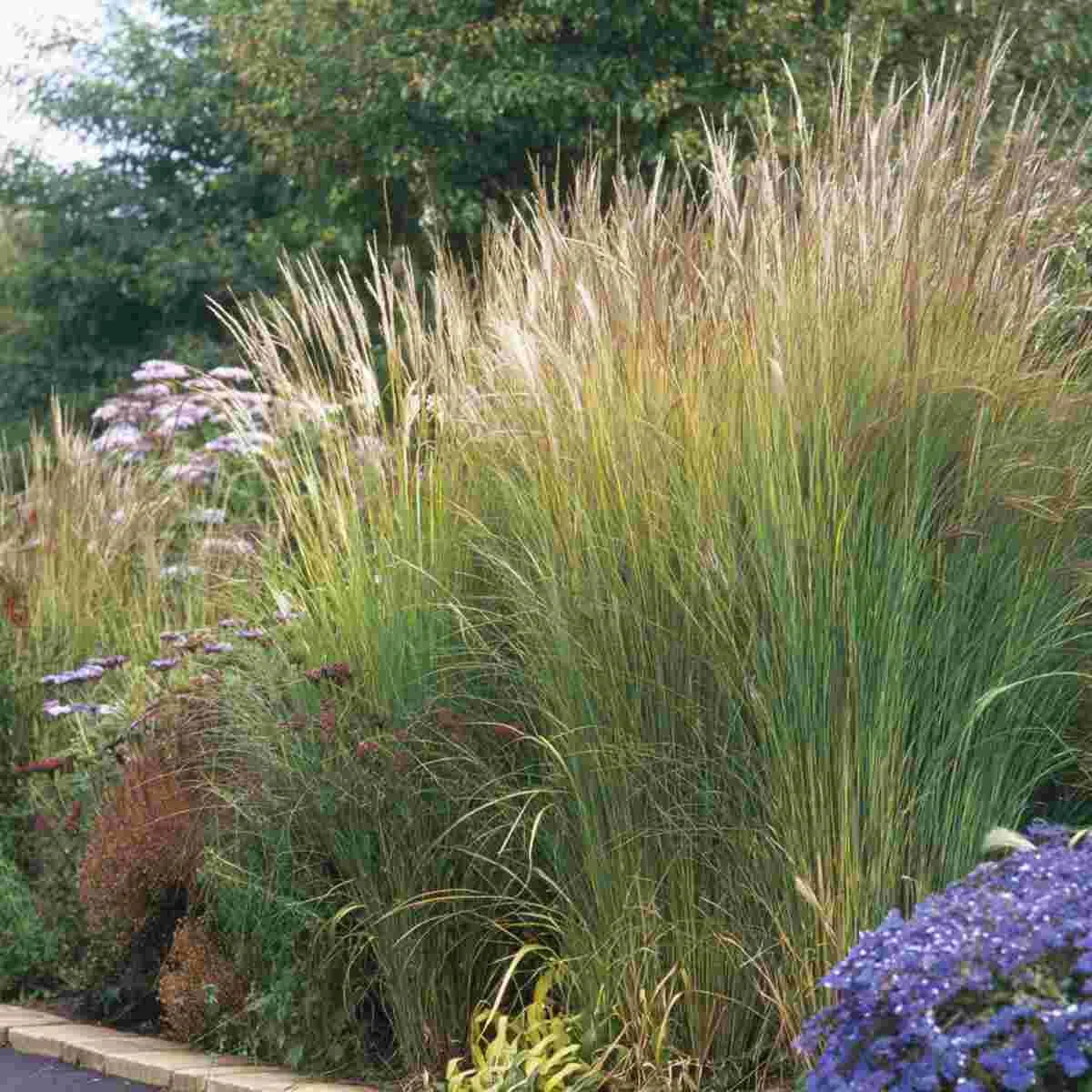 Tall Ornamental Grasses