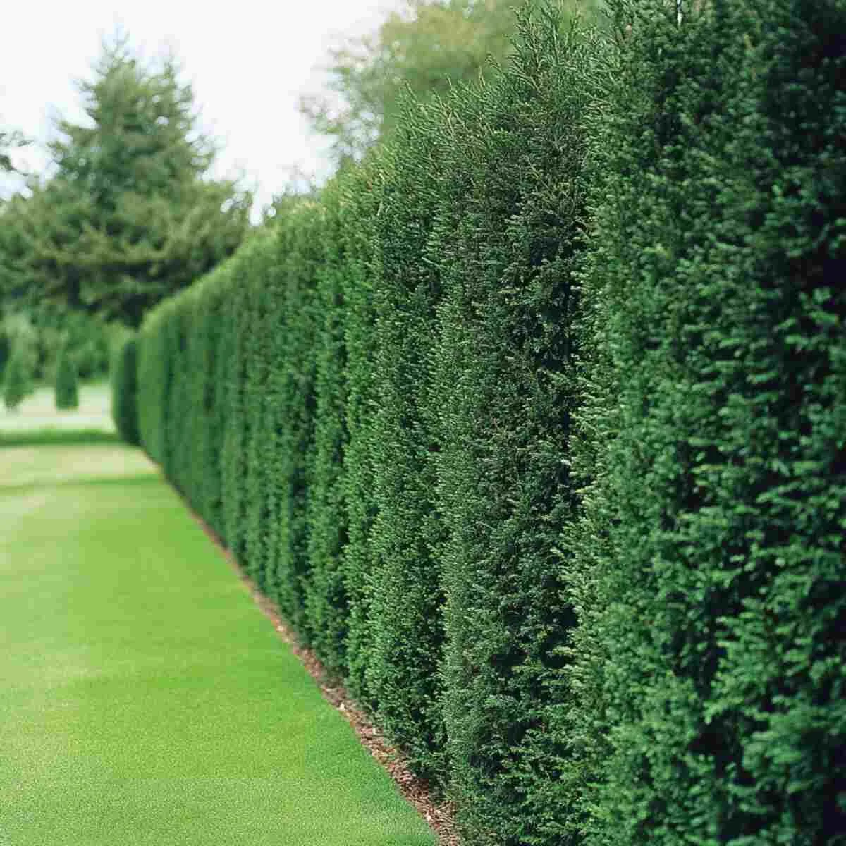 Windbreak Hedges