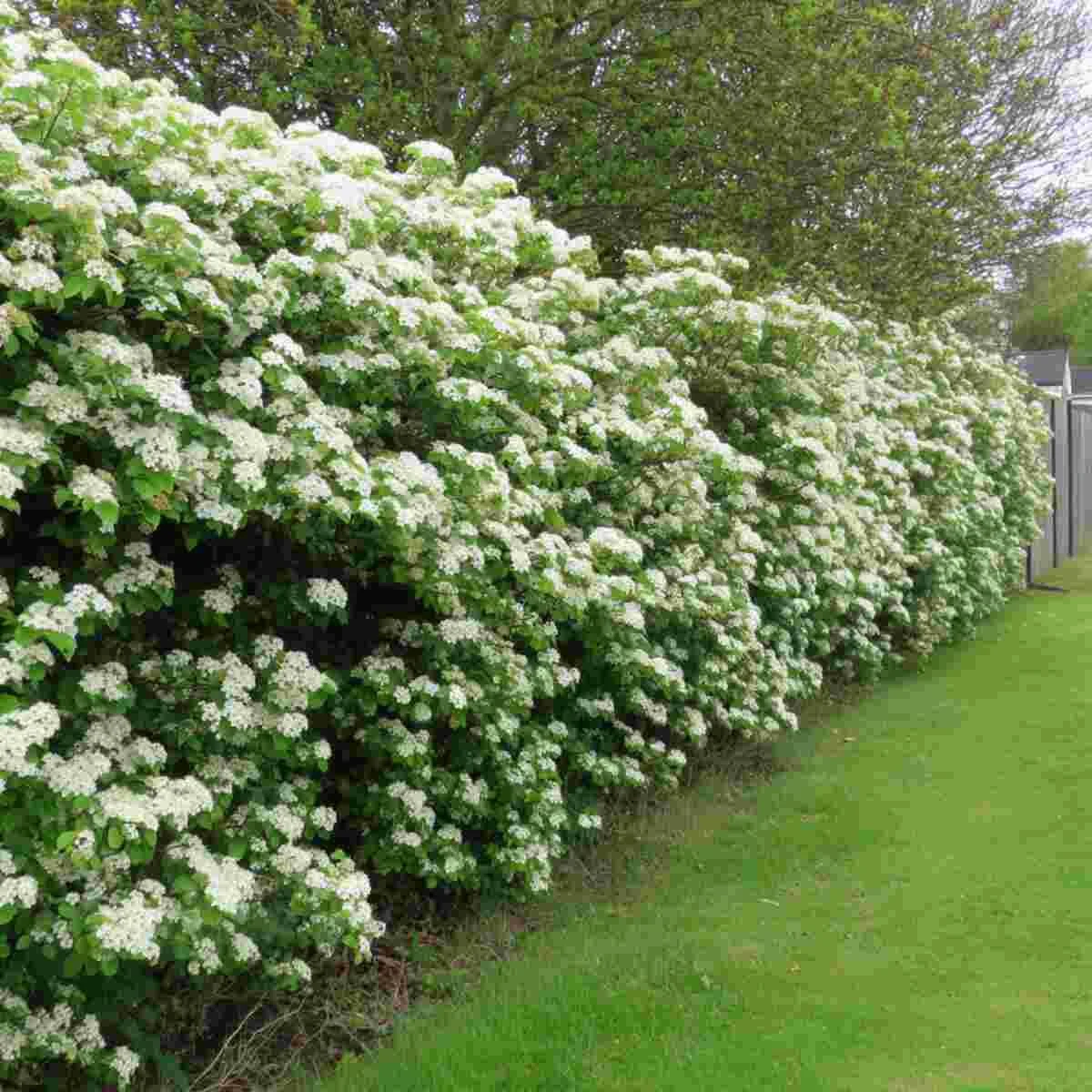 Viburnum Hedges