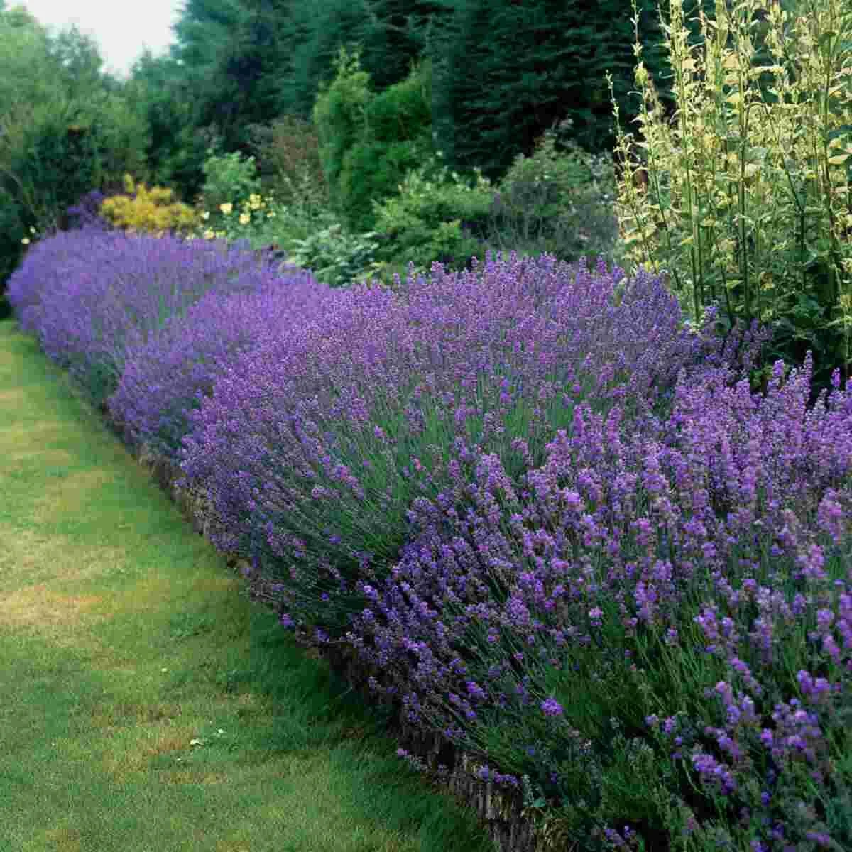 Lavender Borders