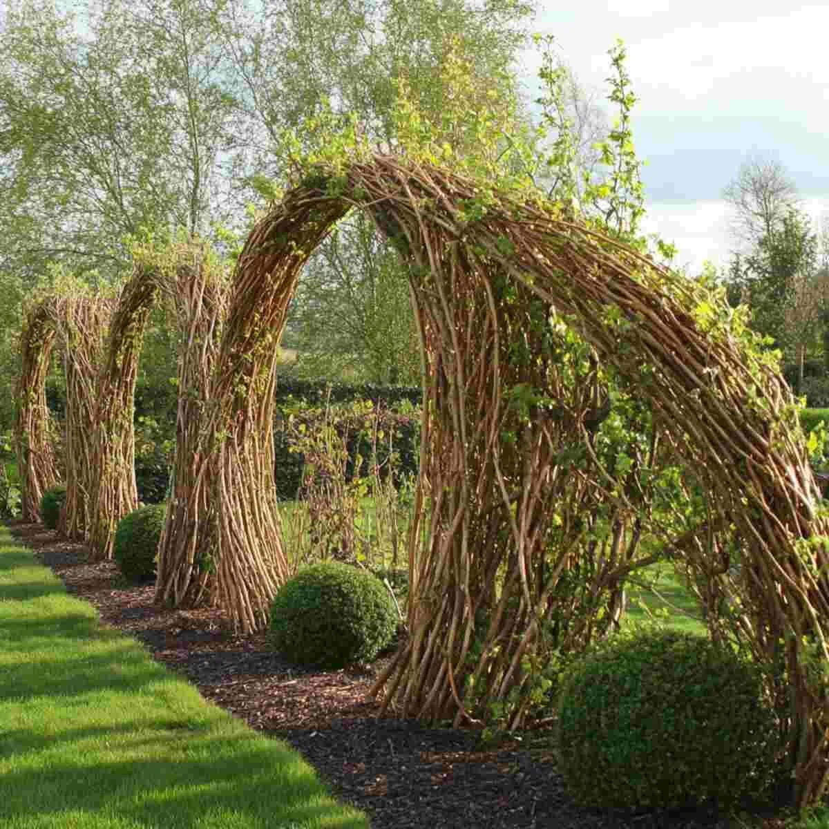 Living Willow Fences
