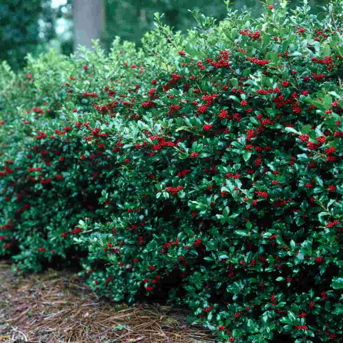 Holly Bushes