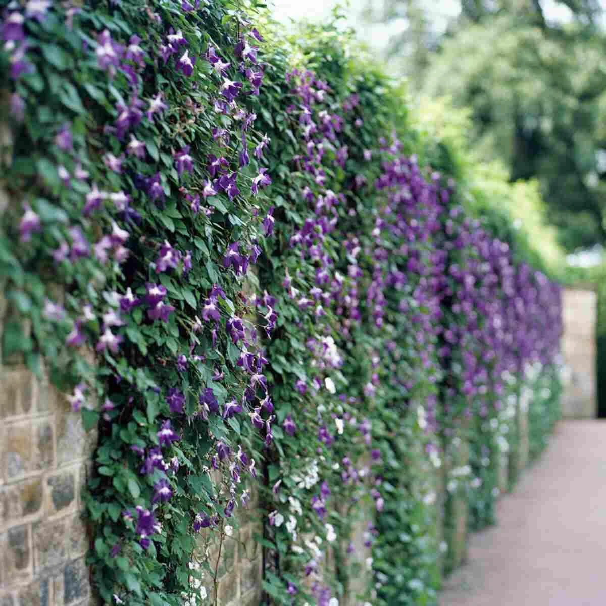 Garden Walls with Creepers