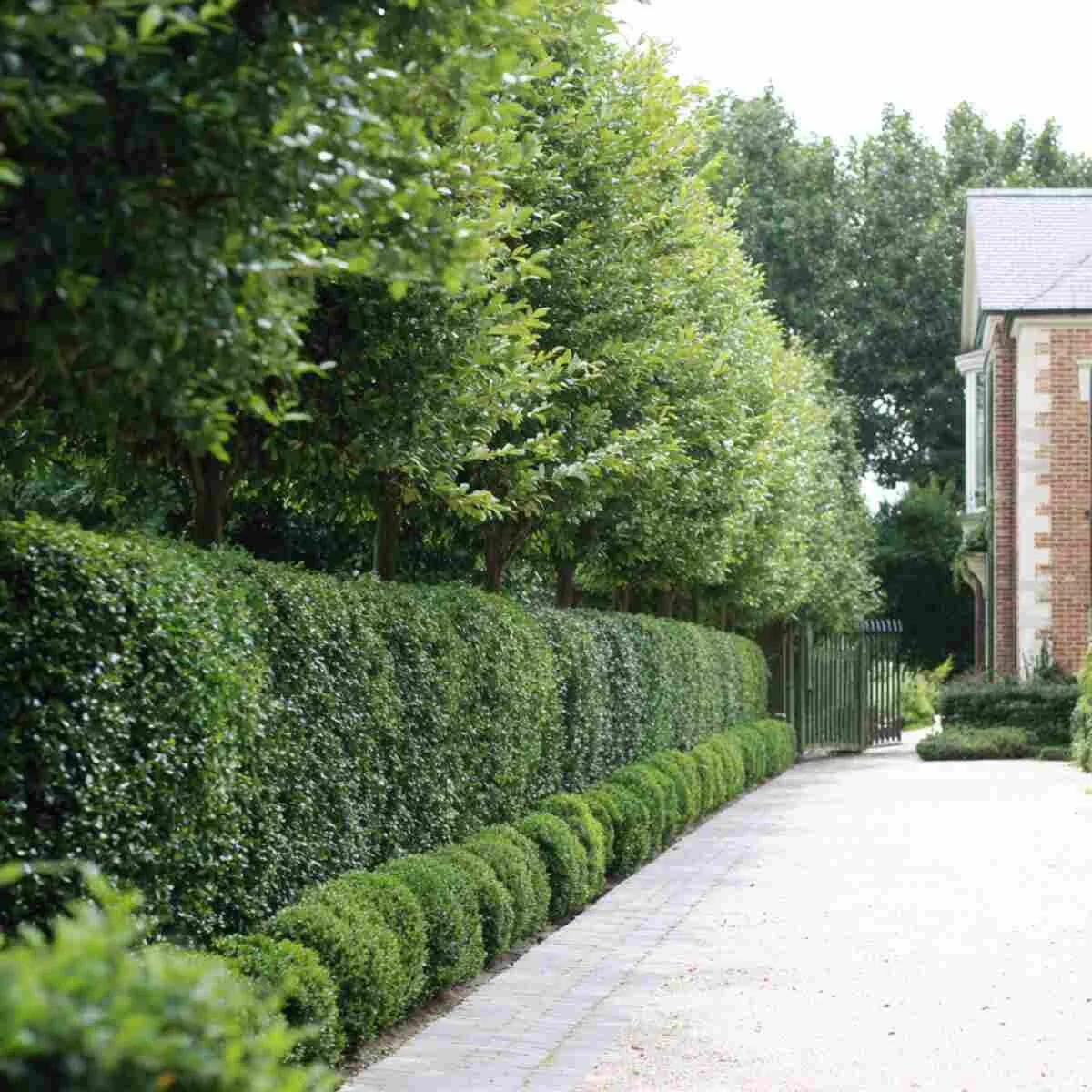 Hedge Rows (Boxwood, Privet)