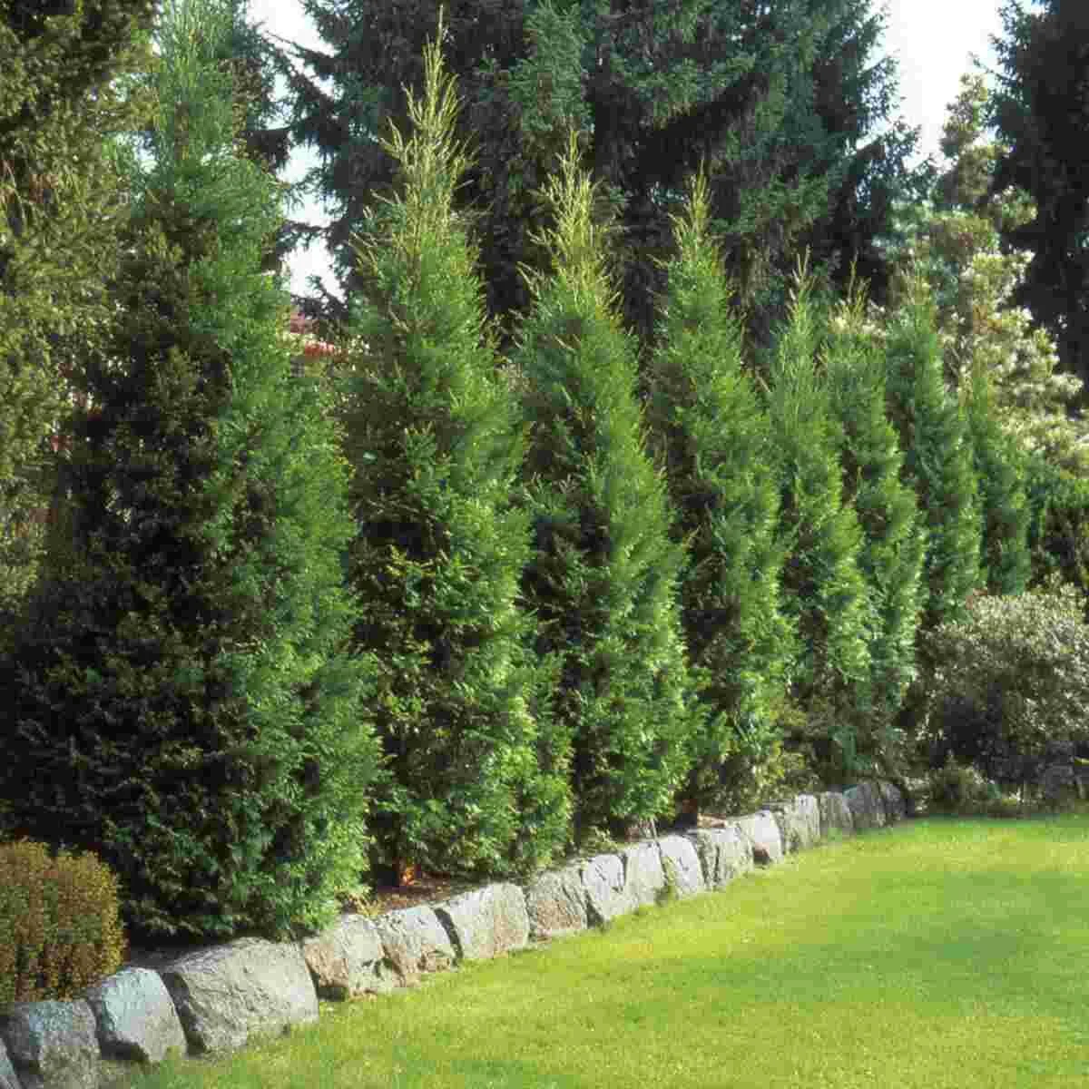Conifer Trees (Pine, Spruce)