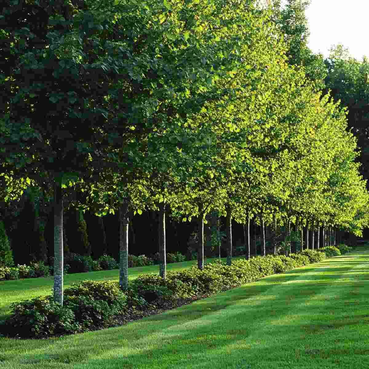 Shelterbelt Tree Rows