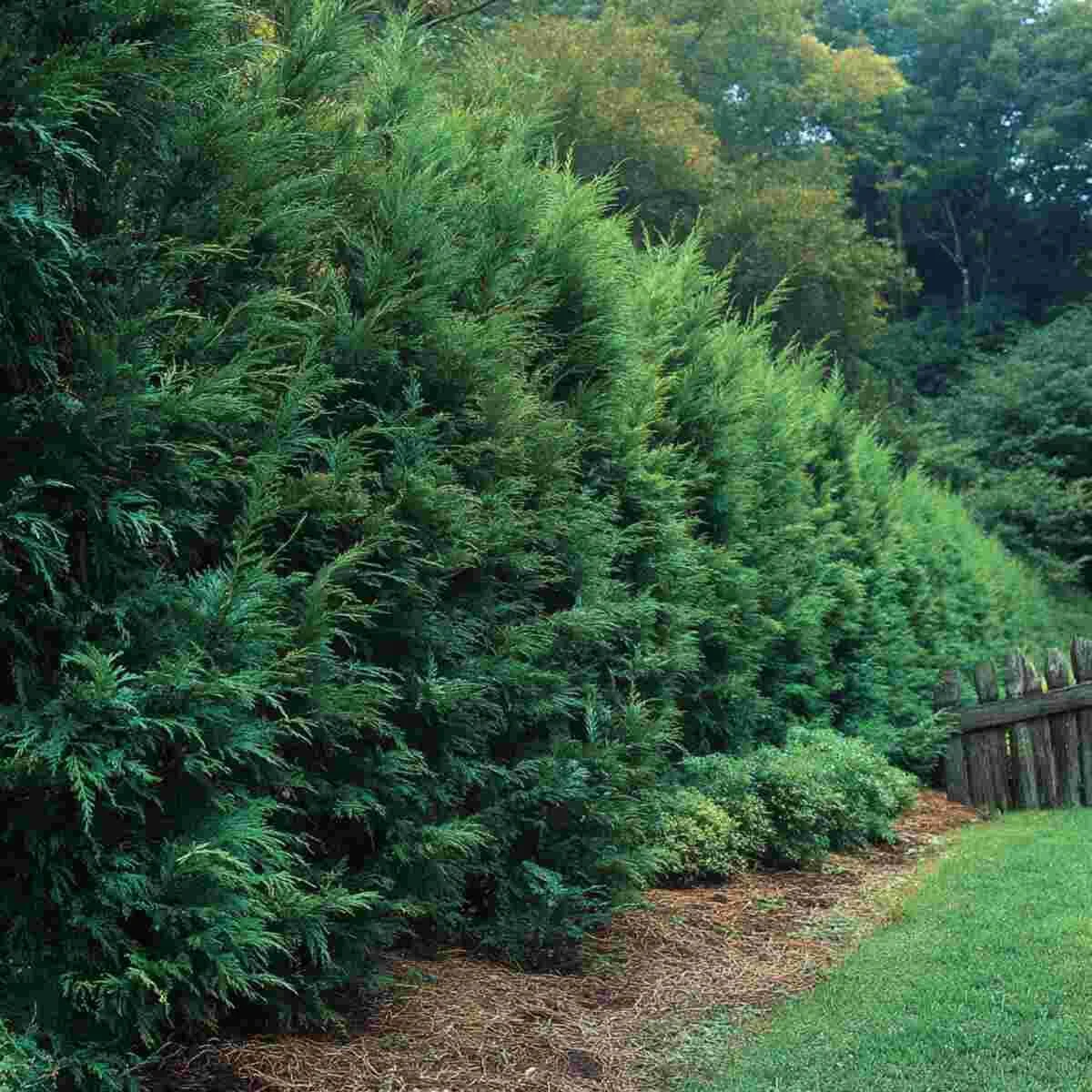 Leyland Cypress Rows