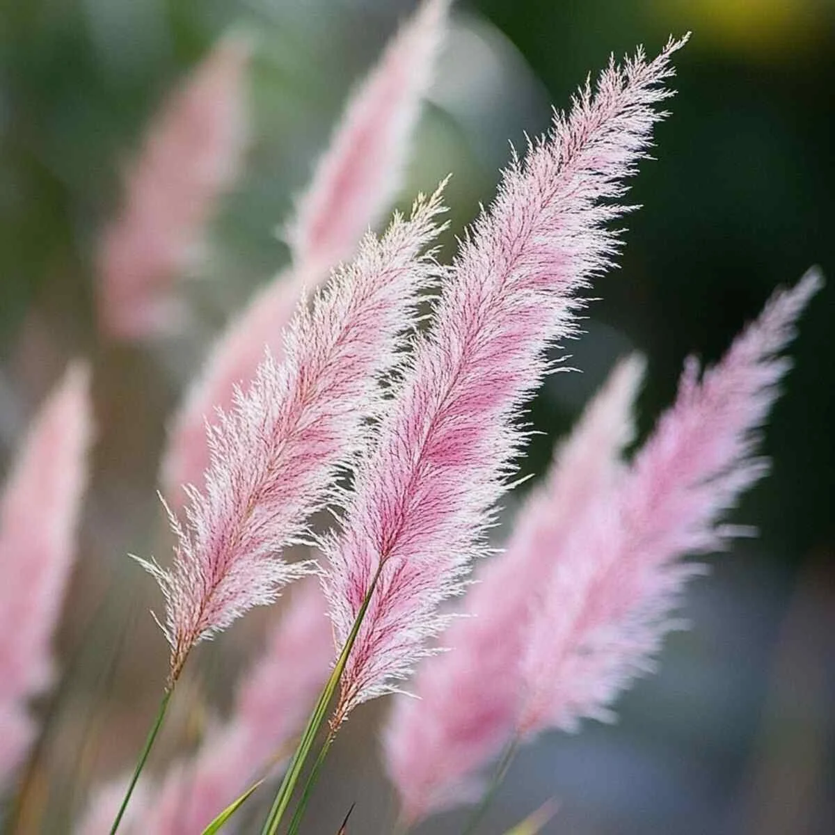 Ornamental Grasses