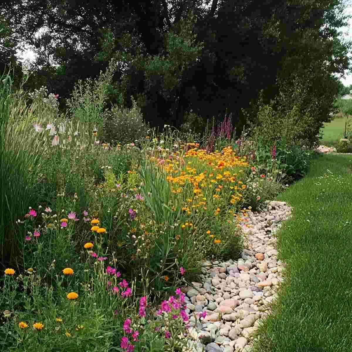 Moisture-loving wildflowers in a rain garden