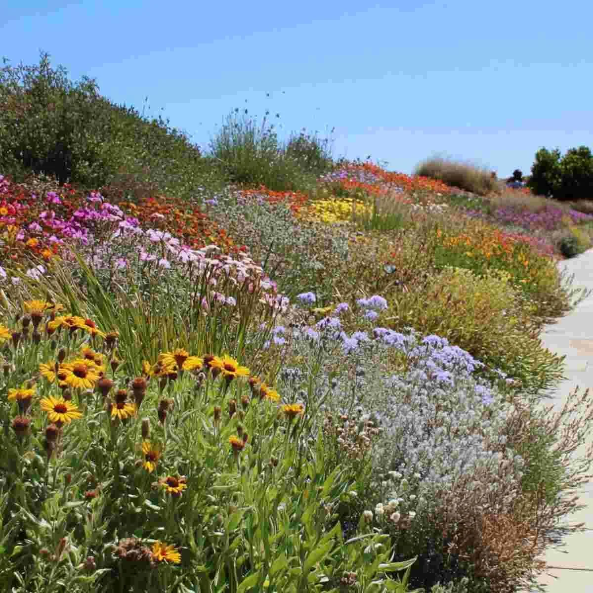 Salt-tolerant wildflowers on the coast
