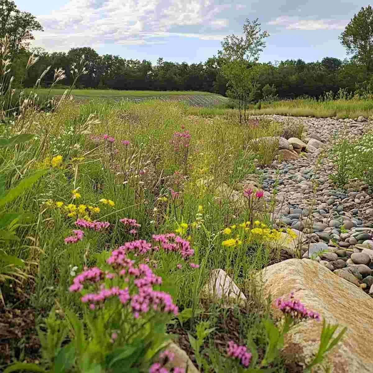 Tall prairie grasses in a narrow strip
