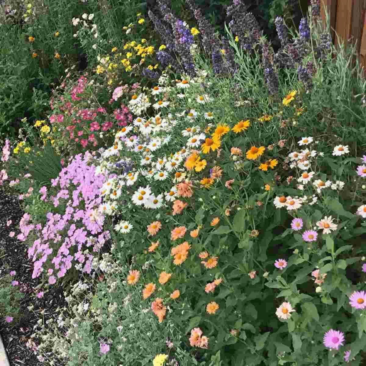 Bees and butterflies on colorful annual wildflowers