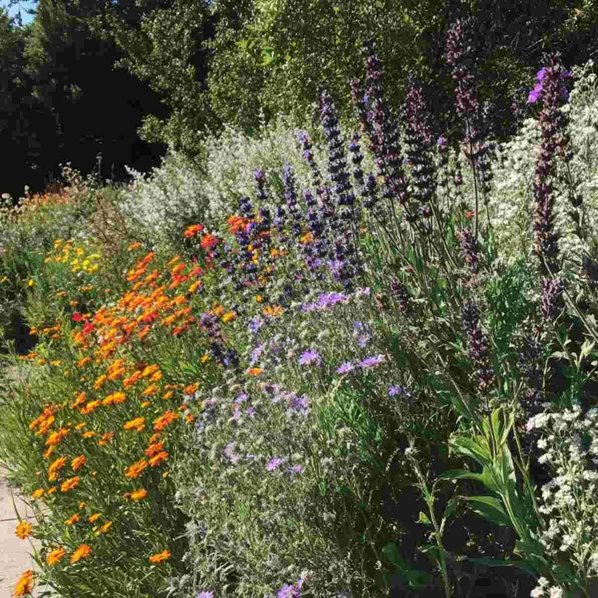 A border of native wildflowers