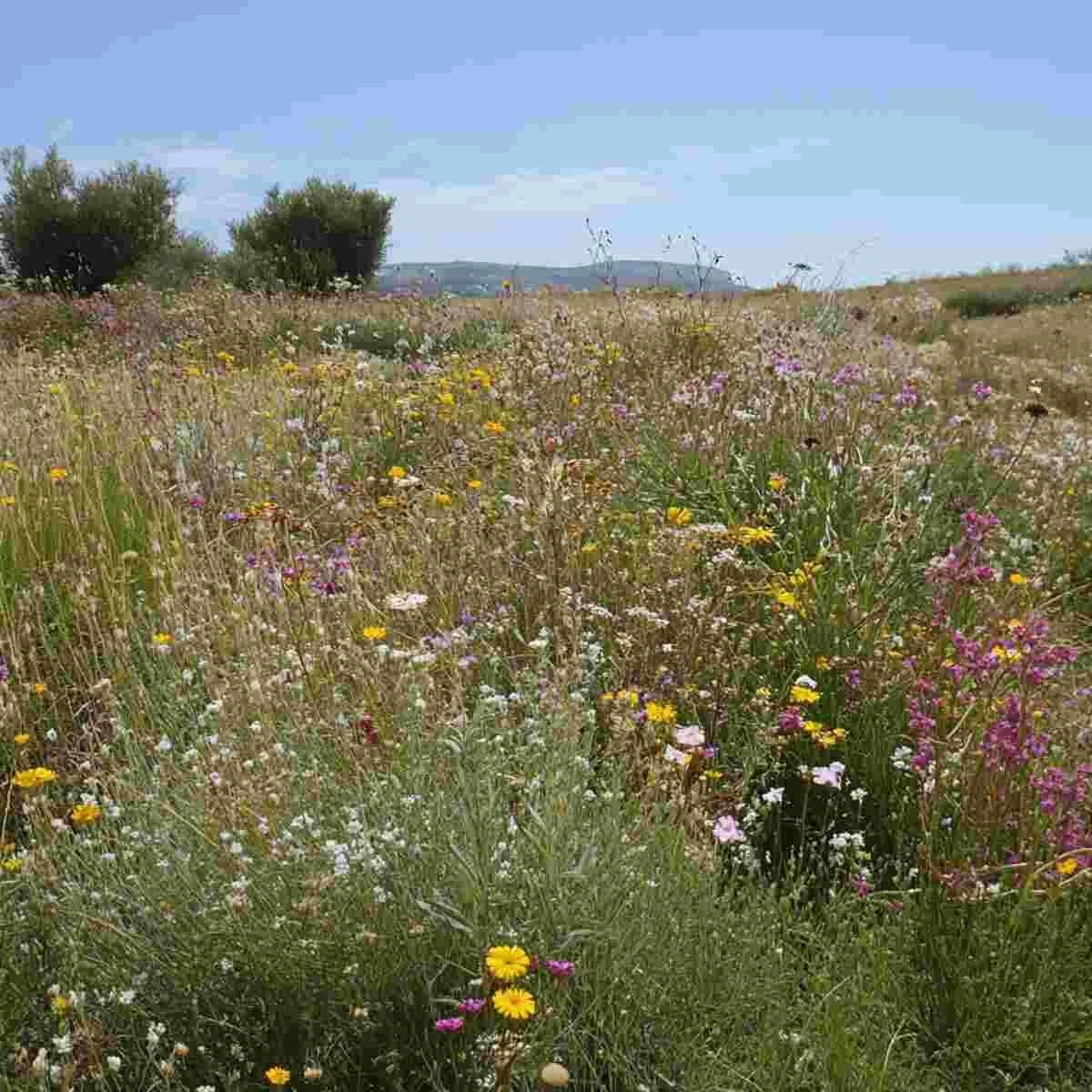 Drought-tolerant wildflowers in a dry climate
