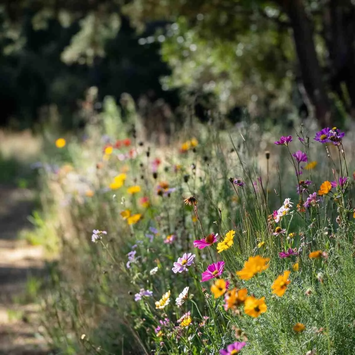 A long nectar-rich wildflower path