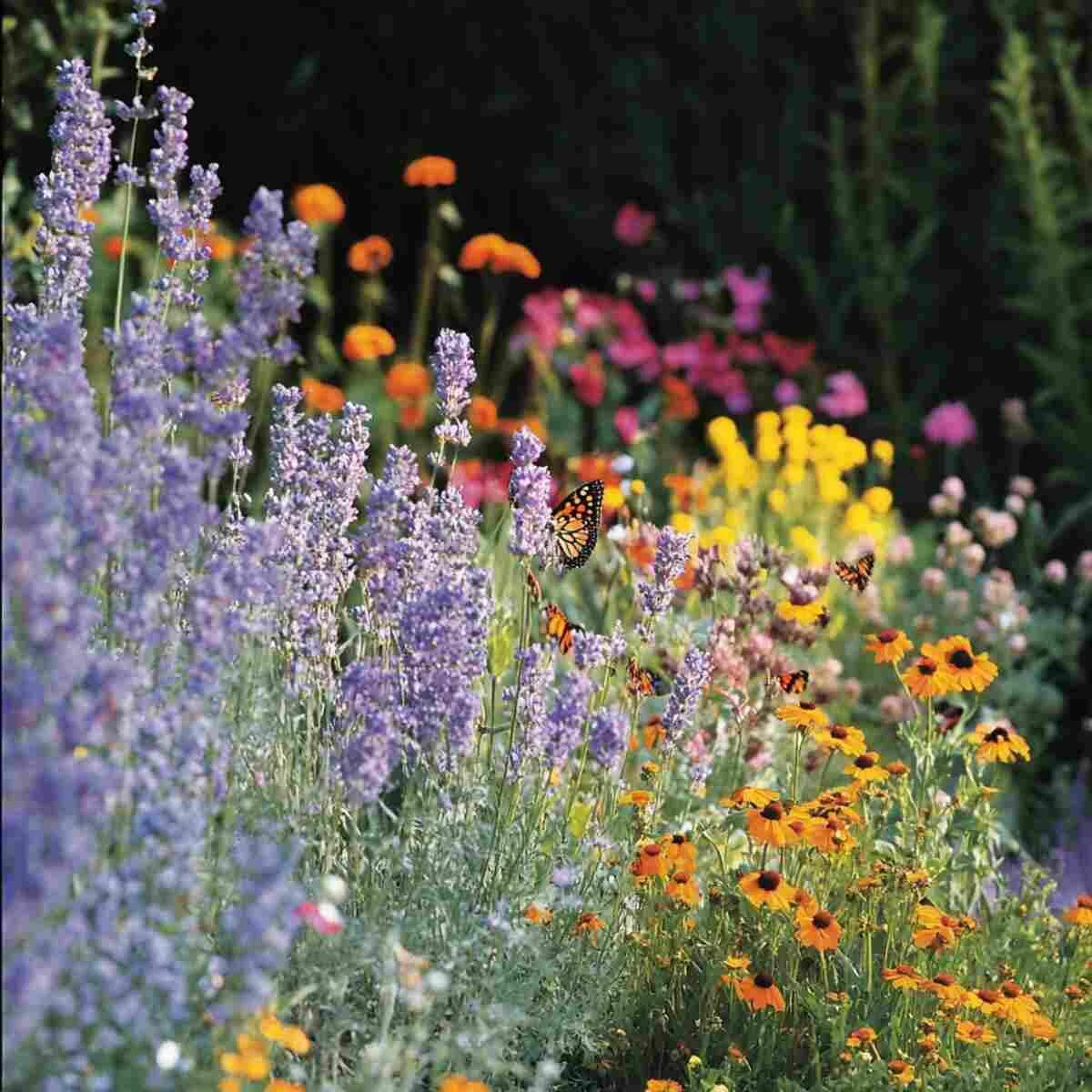 Butterflies on echinacea and milkweed