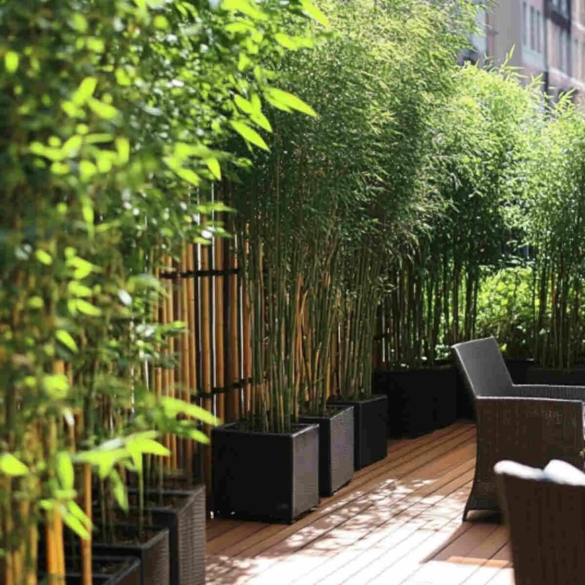 Bamboo plants providing shade and privacy