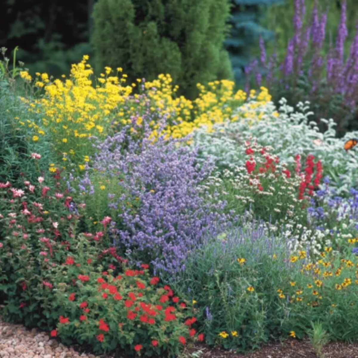Butterfly Host Plant Garden