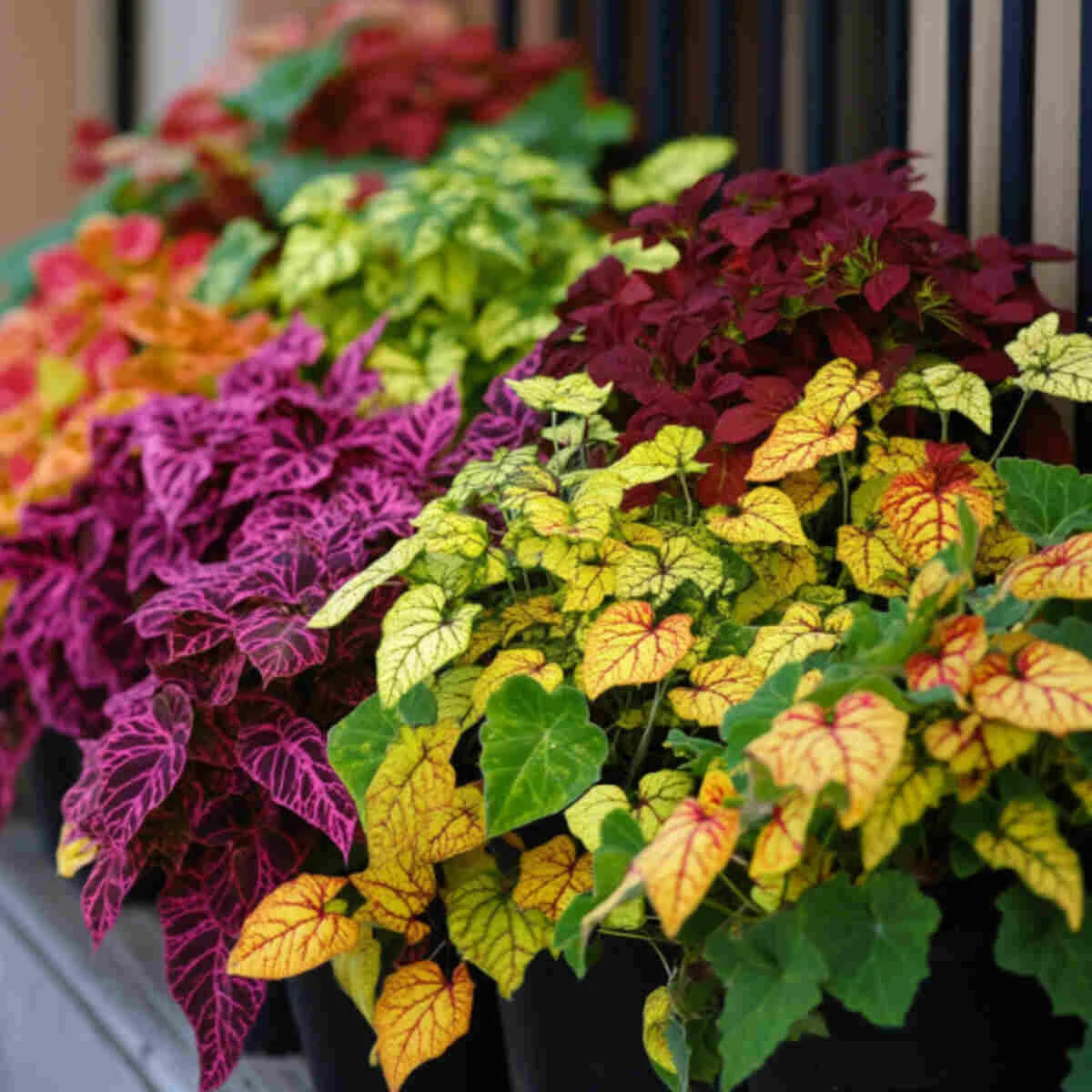 Mixed colorful coleus plants in a container