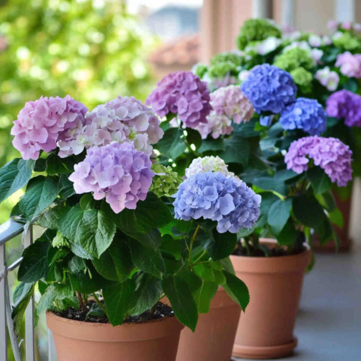 Compact hydrangeas blooming in a pot