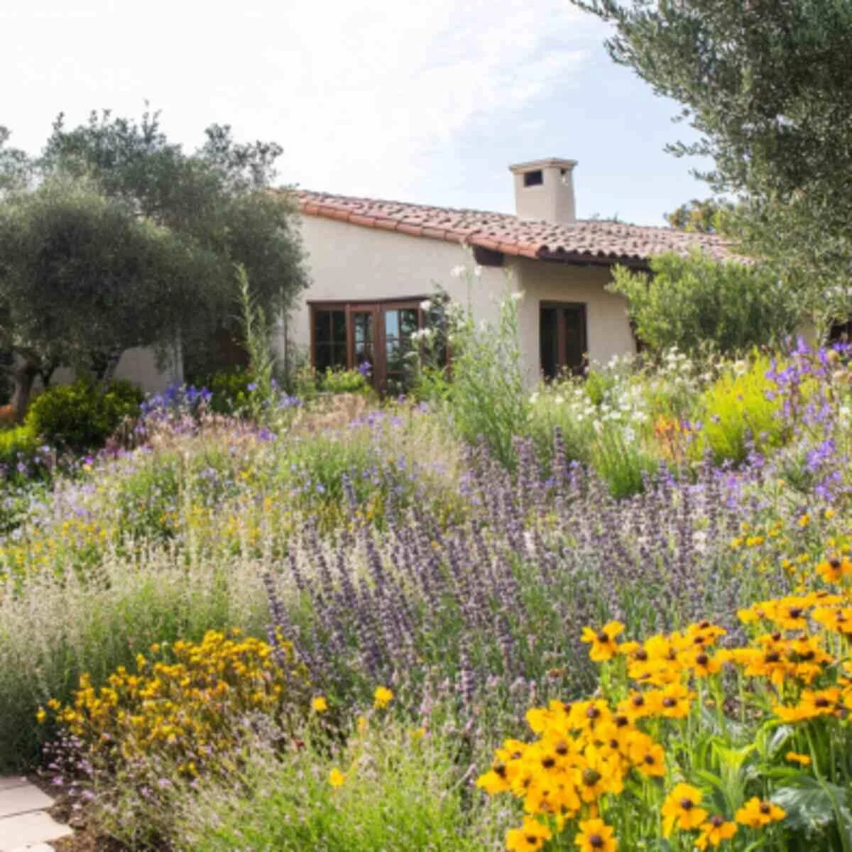 Drought-Tolerant Wildflower Garden