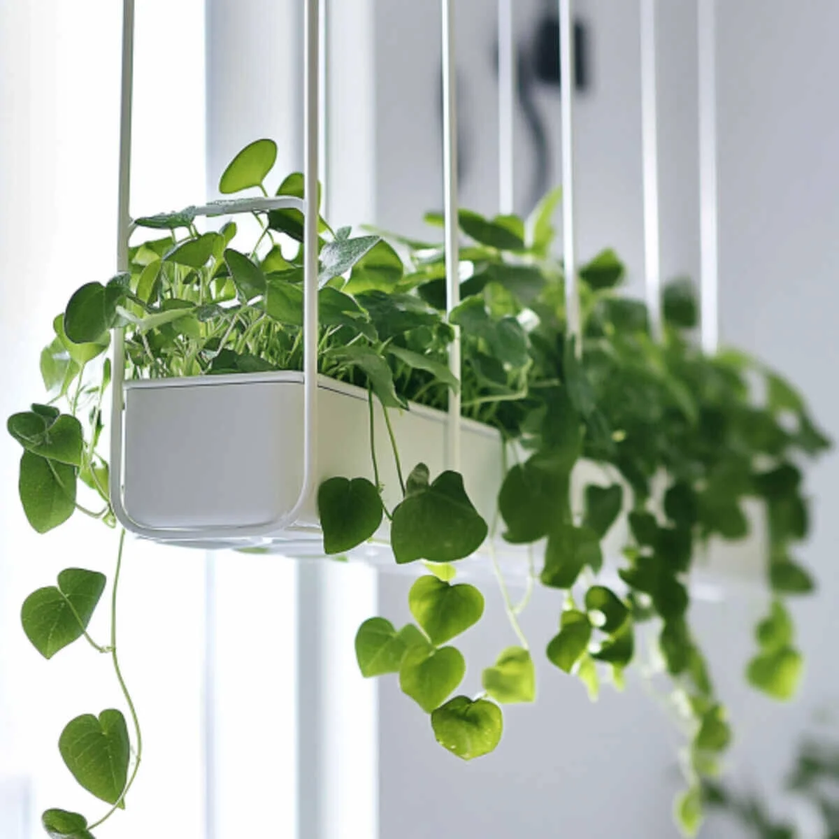 Ceiling grid with hanging plants