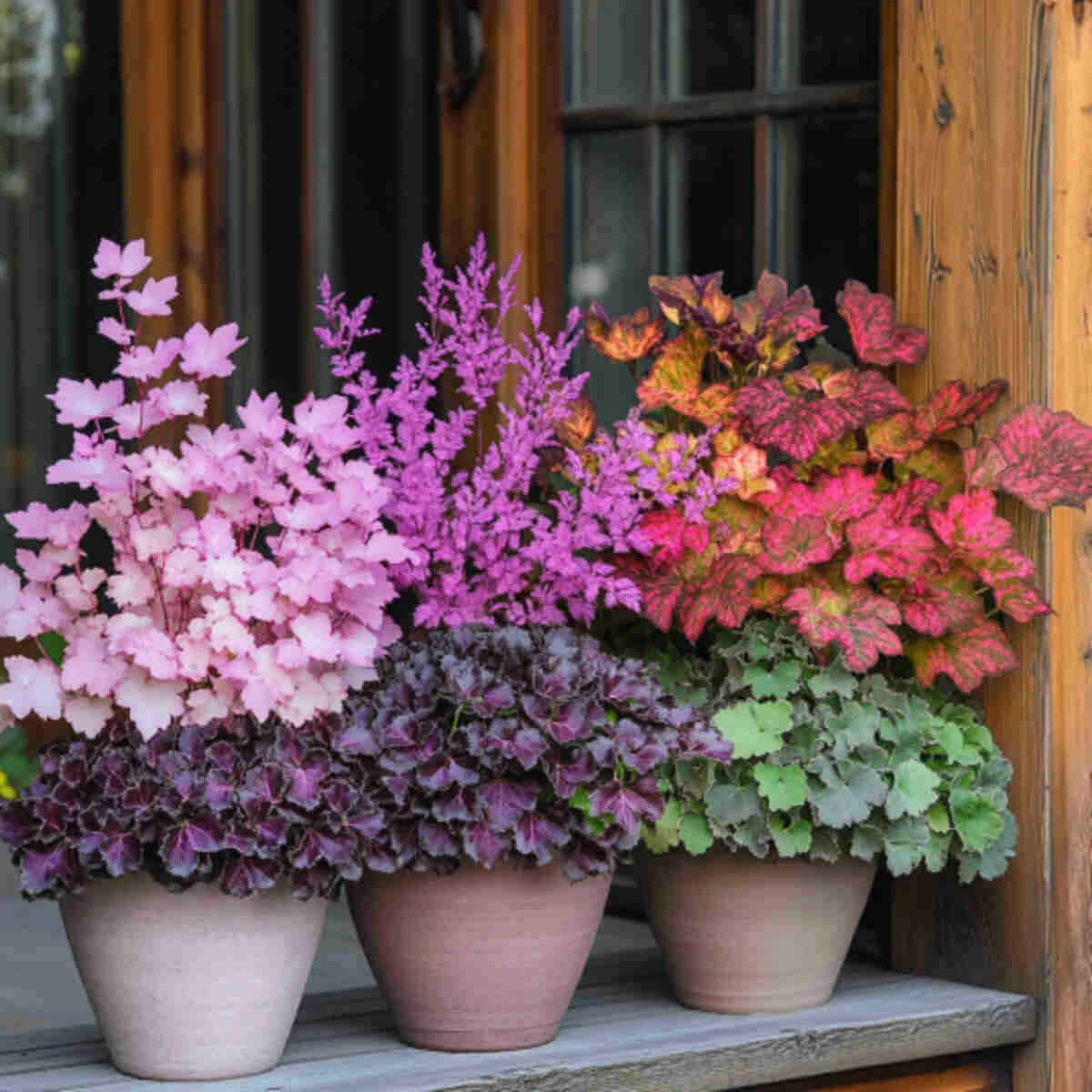Vibrant heuchera foliage in pots