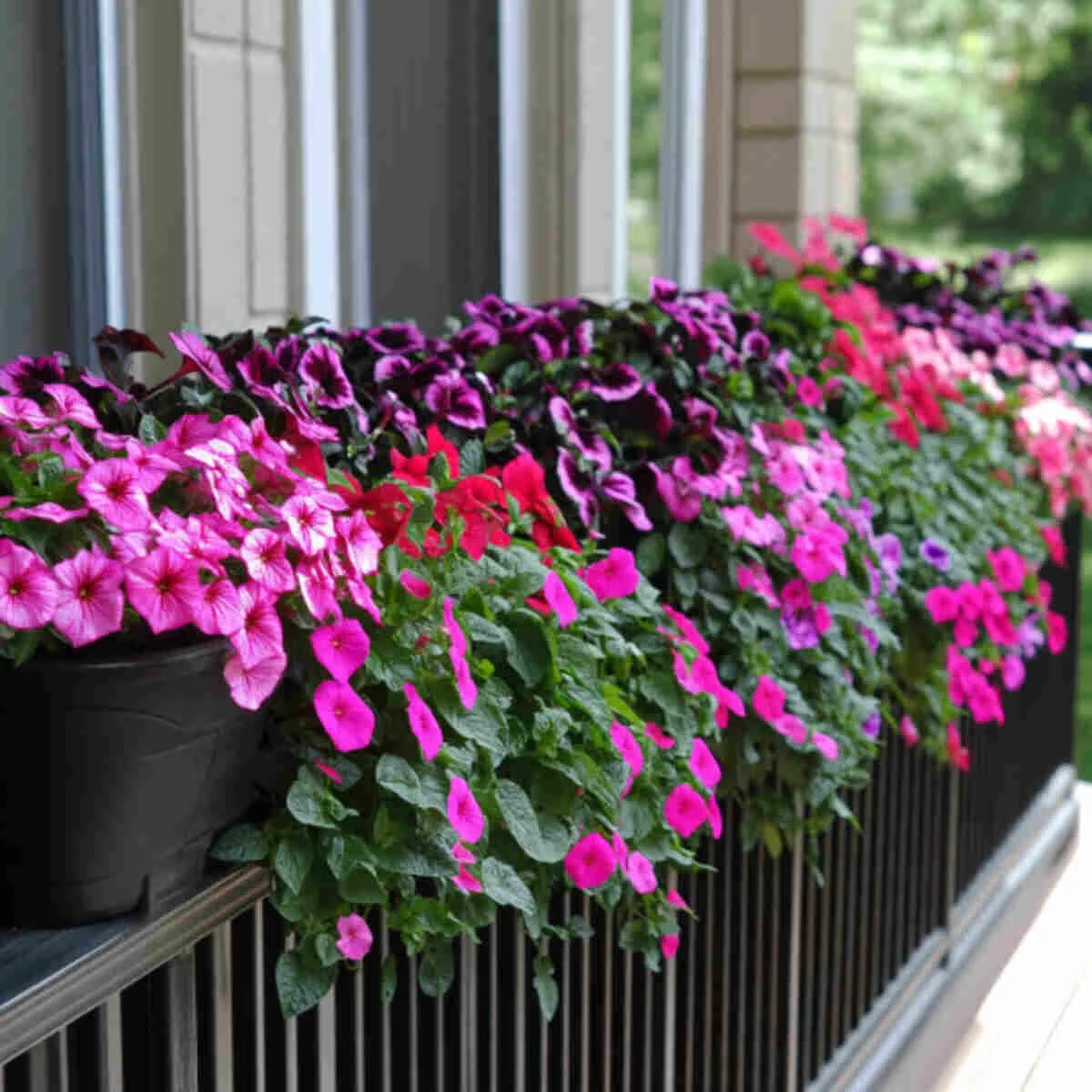 Flowering impatiens in a window box