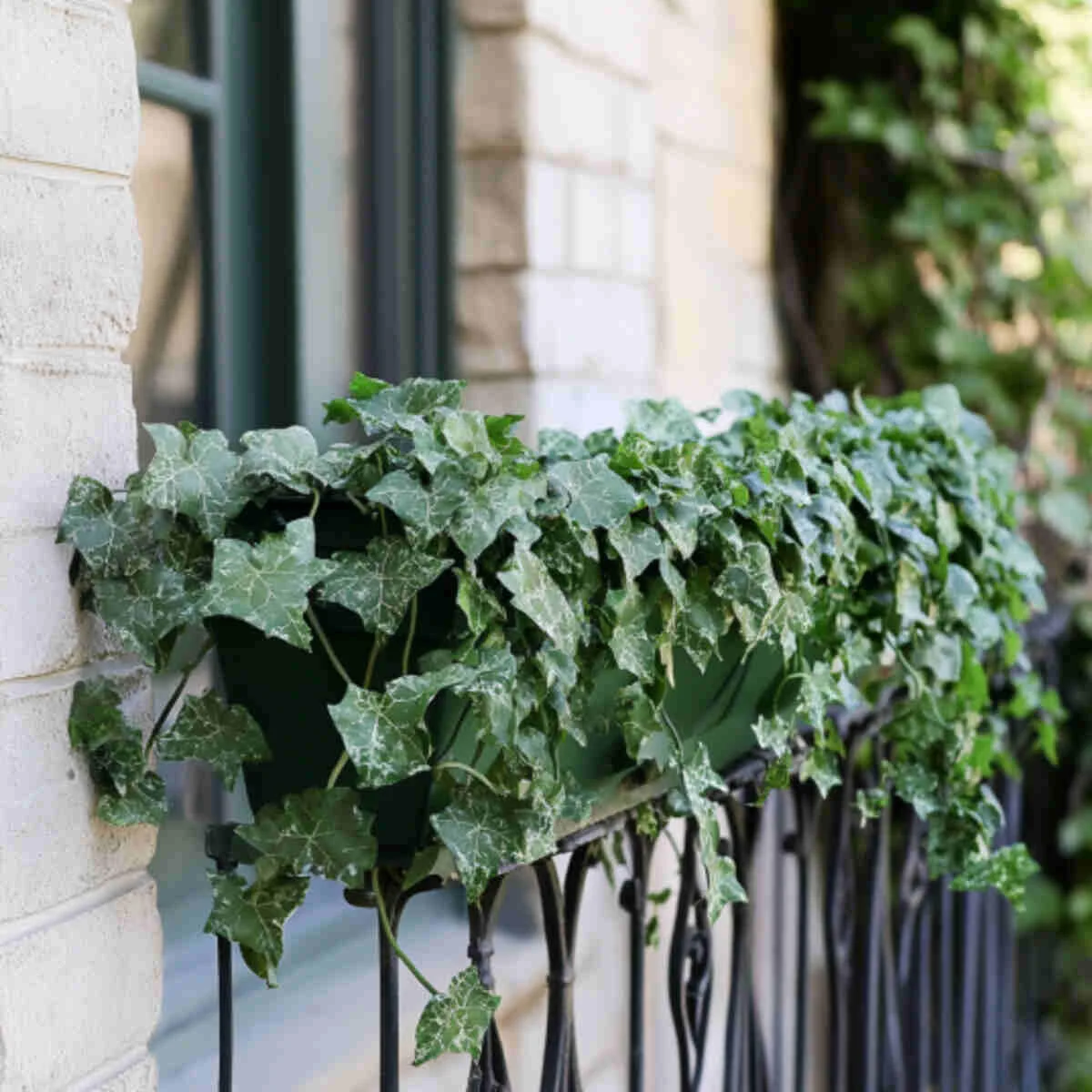 Ivy trailing down from balcony railings