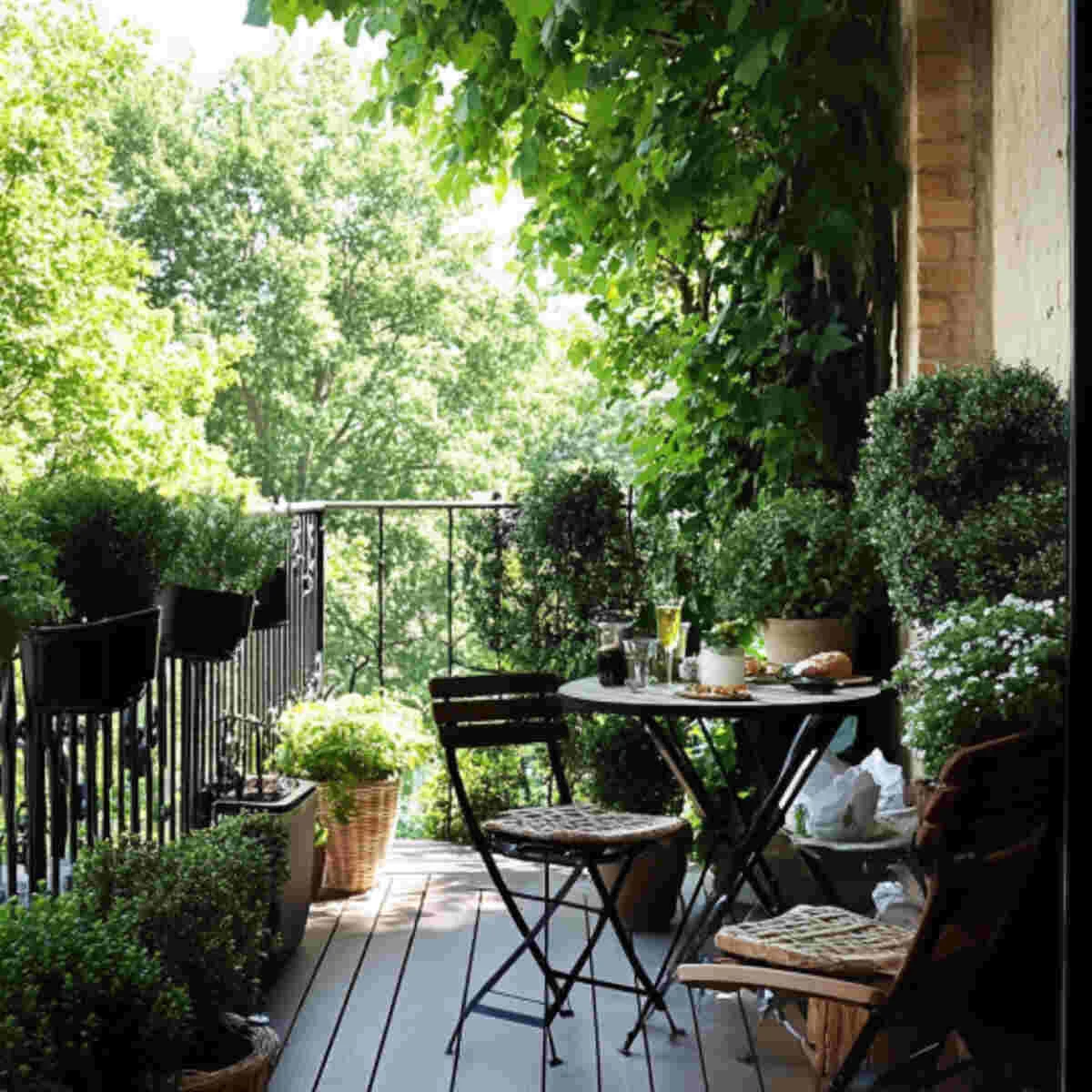 Small evergreen shrubs in pots