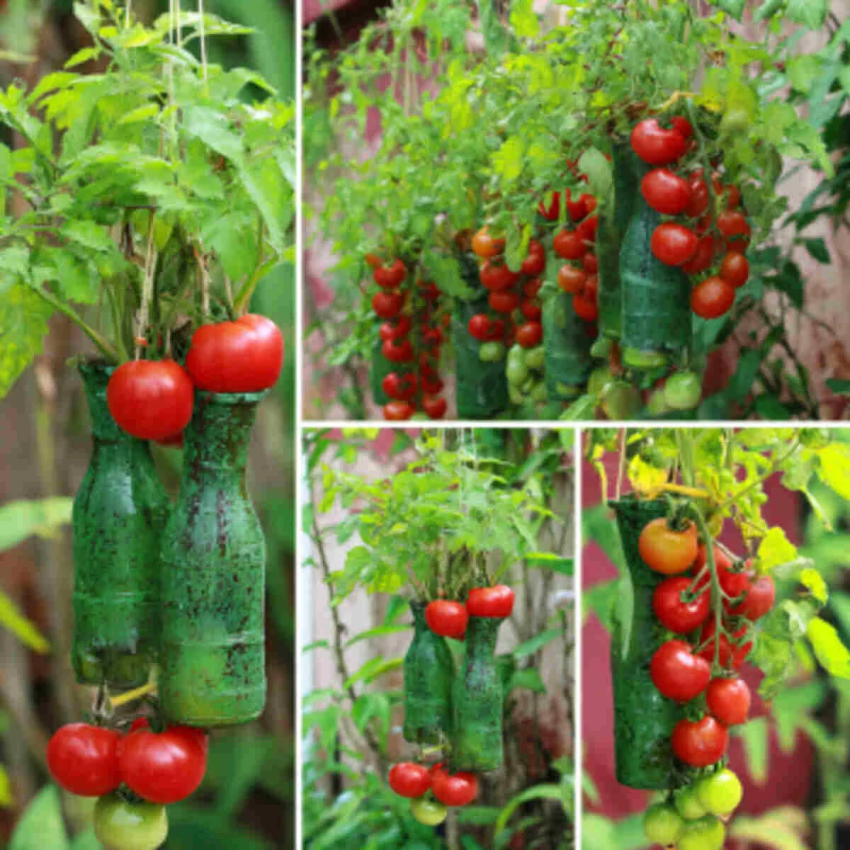 Recycled Soda Bottle Tomato Planter