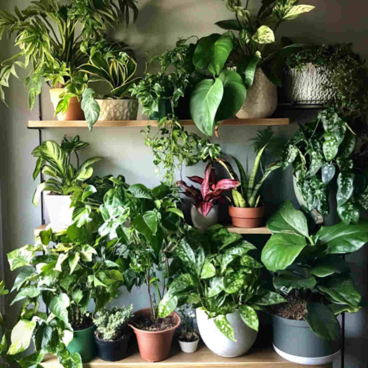 Shade plants in a corner