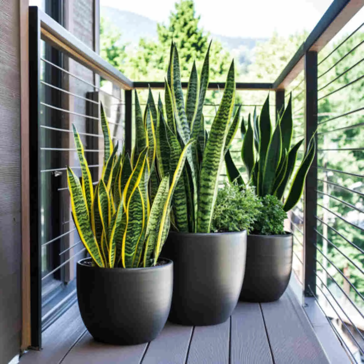 Snake plants in modern tall pots