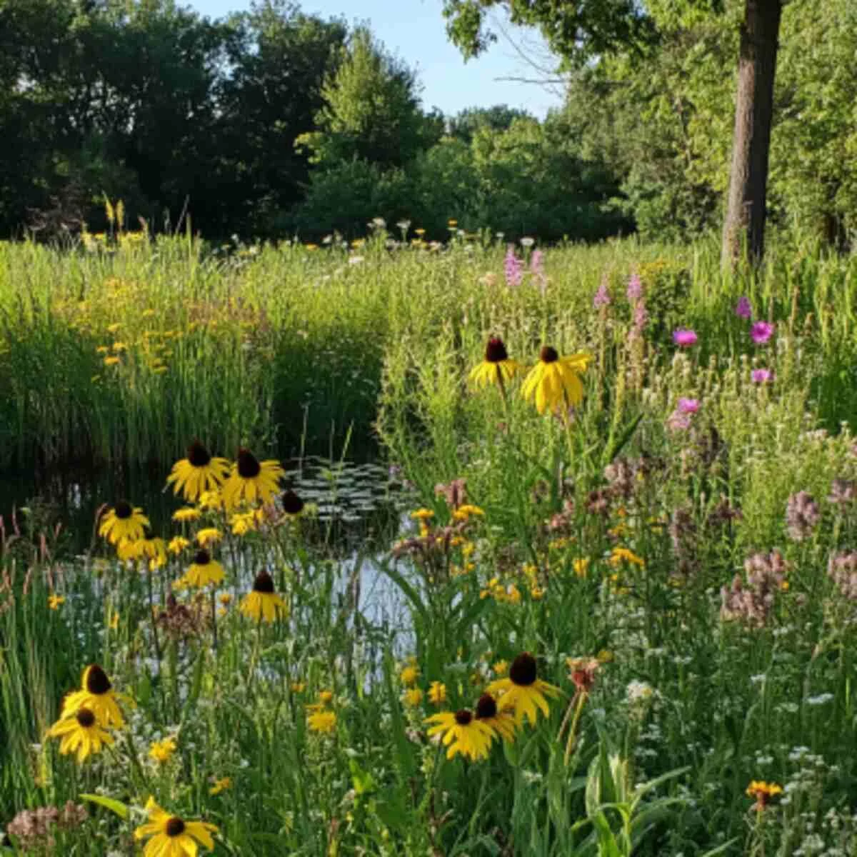 Wetland Wildflower Garden
