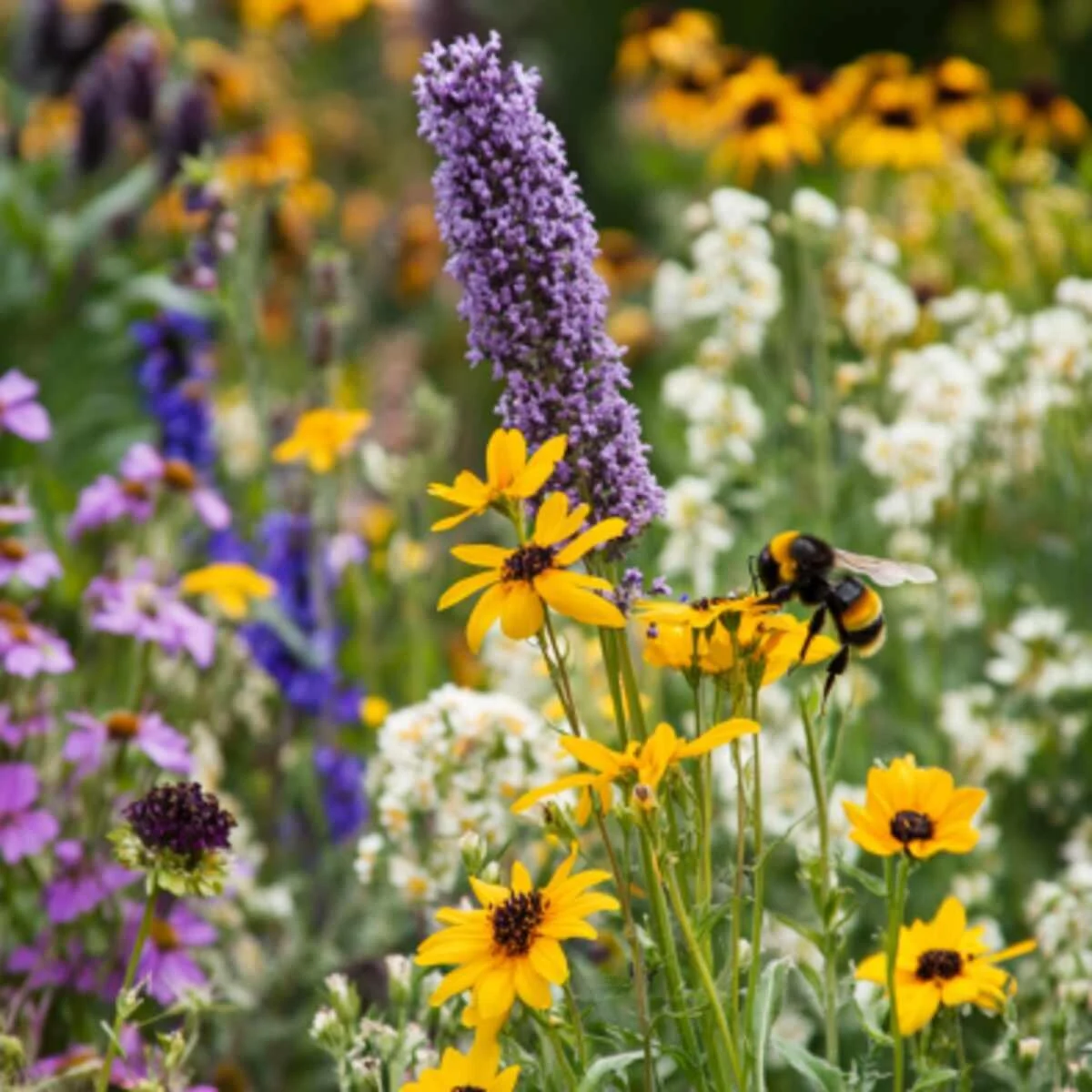 Wildflower Garden for Bees
