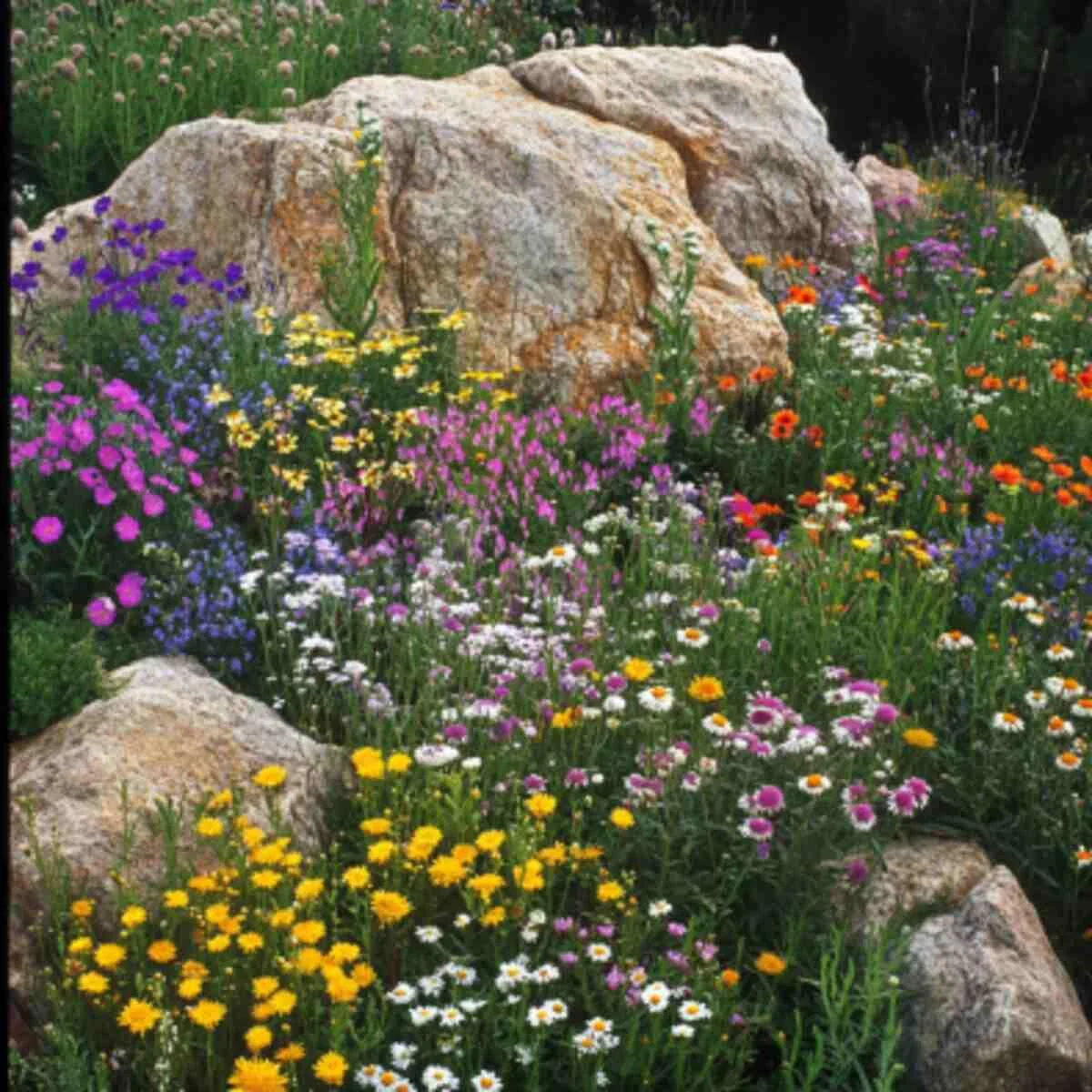 Wildflower Rock Garden