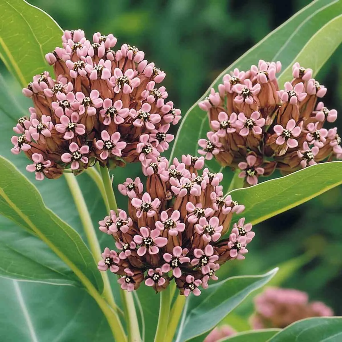 1. Common Milkweed (Asclepias Syriaca)