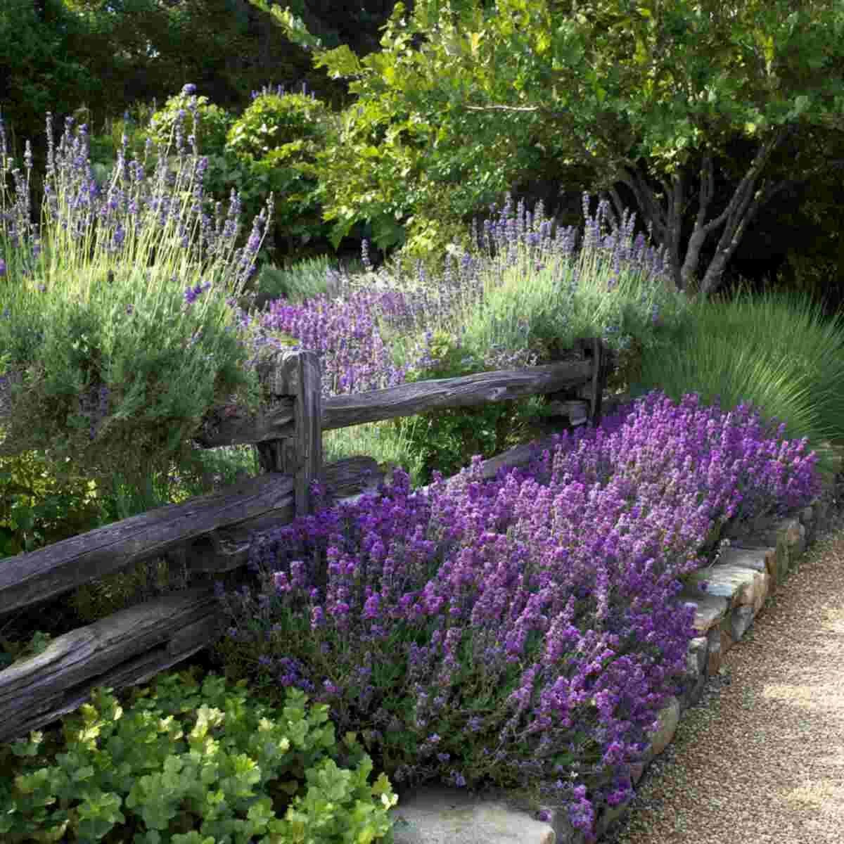 Lavender Border